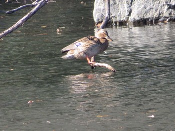 Mallard Shinjuku Gyoen National Garden Sun, 12/17/2017