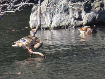 Mallard Shinjuku Gyoen National Garden Sun, 12/17/2017