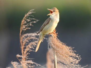 Wed, 5/18/2022 Birding report at 荒川河川敷