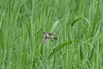 Marsh Grassbird 渡瀬遊水池 Sat, 5/7/2022