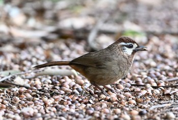 カオジロガビチョウ 渡瀬遊水池 2022年3月21日(月)