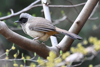 Masked Laughingthrush 八王子市 Wed, 3/30/2022