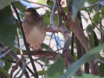 Pale Thrush Shinjuku Gyoen National Garden Sun, 12/17/2017