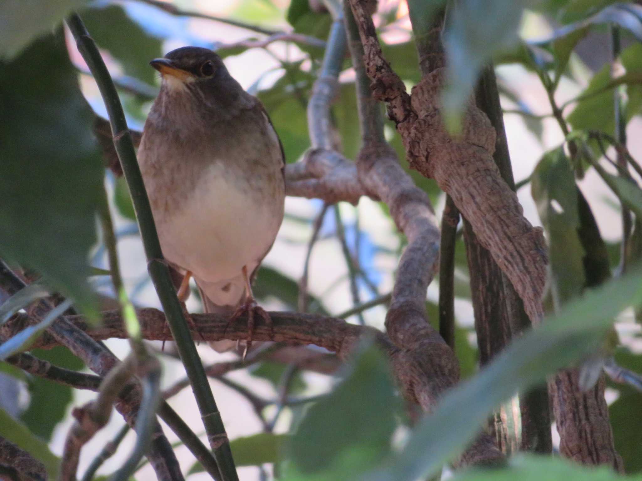 Photo of Pale Thrush at Shinjuku Gyoen National Garden by オシオシオシドリ