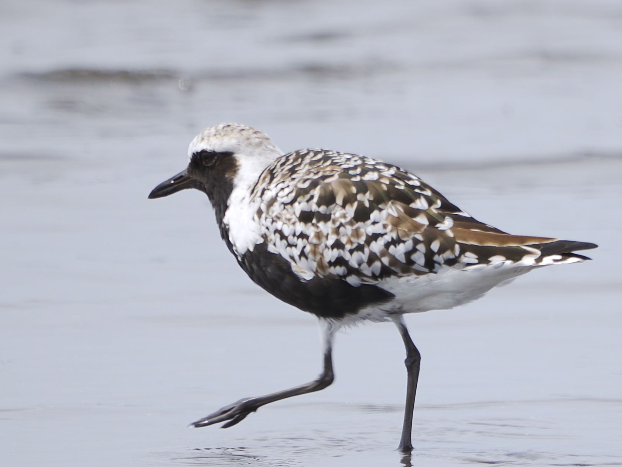 Grey Plover