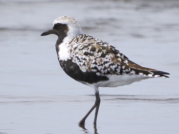 2022年5月6日(金) ふなばし三番瀬海浜公園の野鳥観察記録