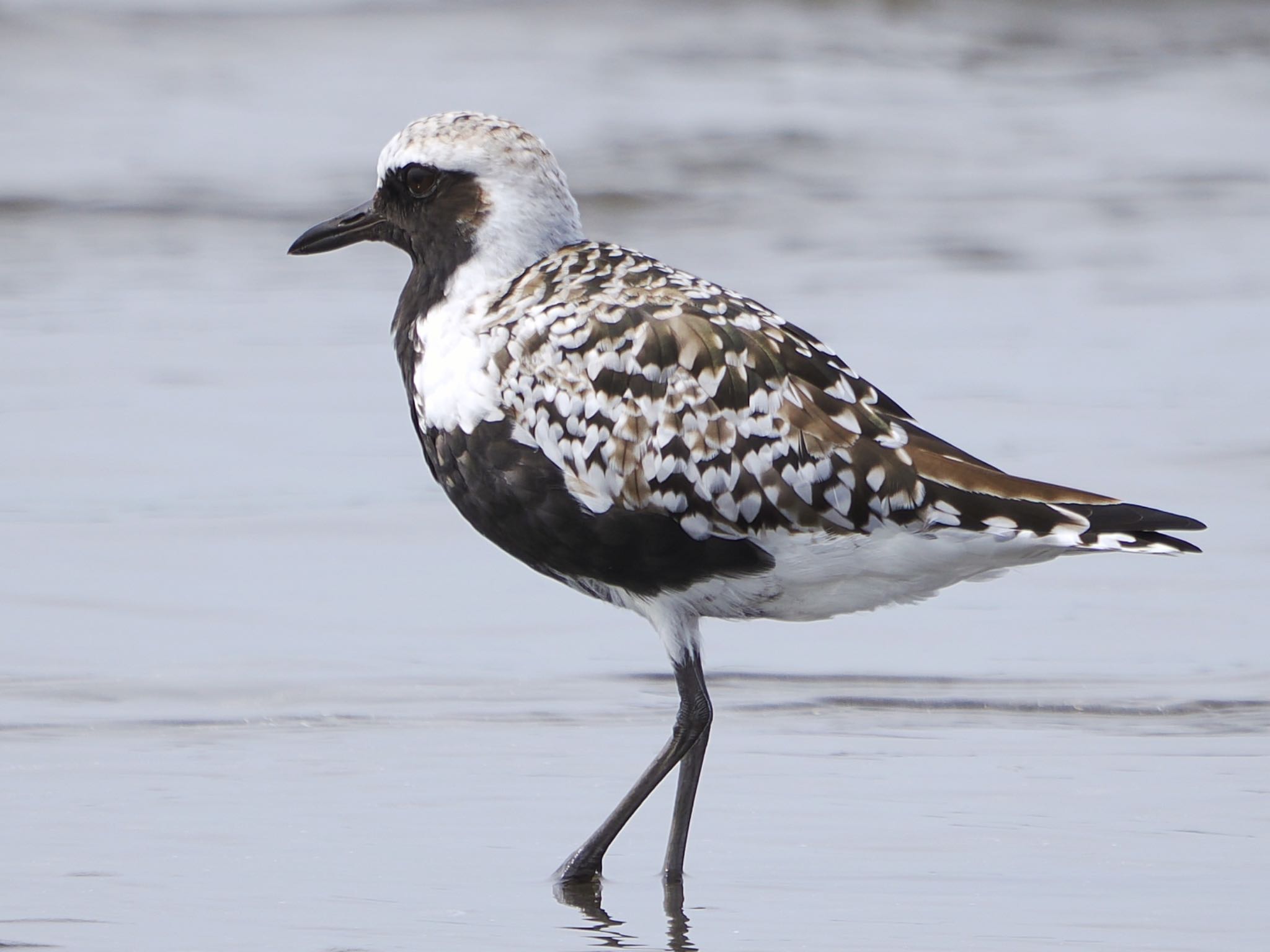 Grey Plover