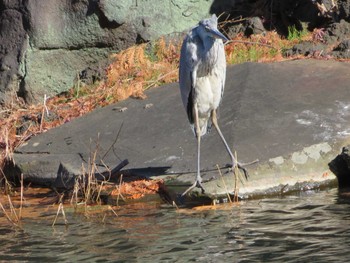 Grey Heron Shinjuku Gyoen National Garden Sun, 12/17/2017