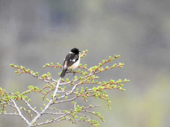 Amur Stonechat Senjogahara Marshland Sun, 5/15/2022