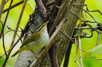 Eastern Crowned Warbler Asahiyama Memorial Park Thu, 5/19/2022