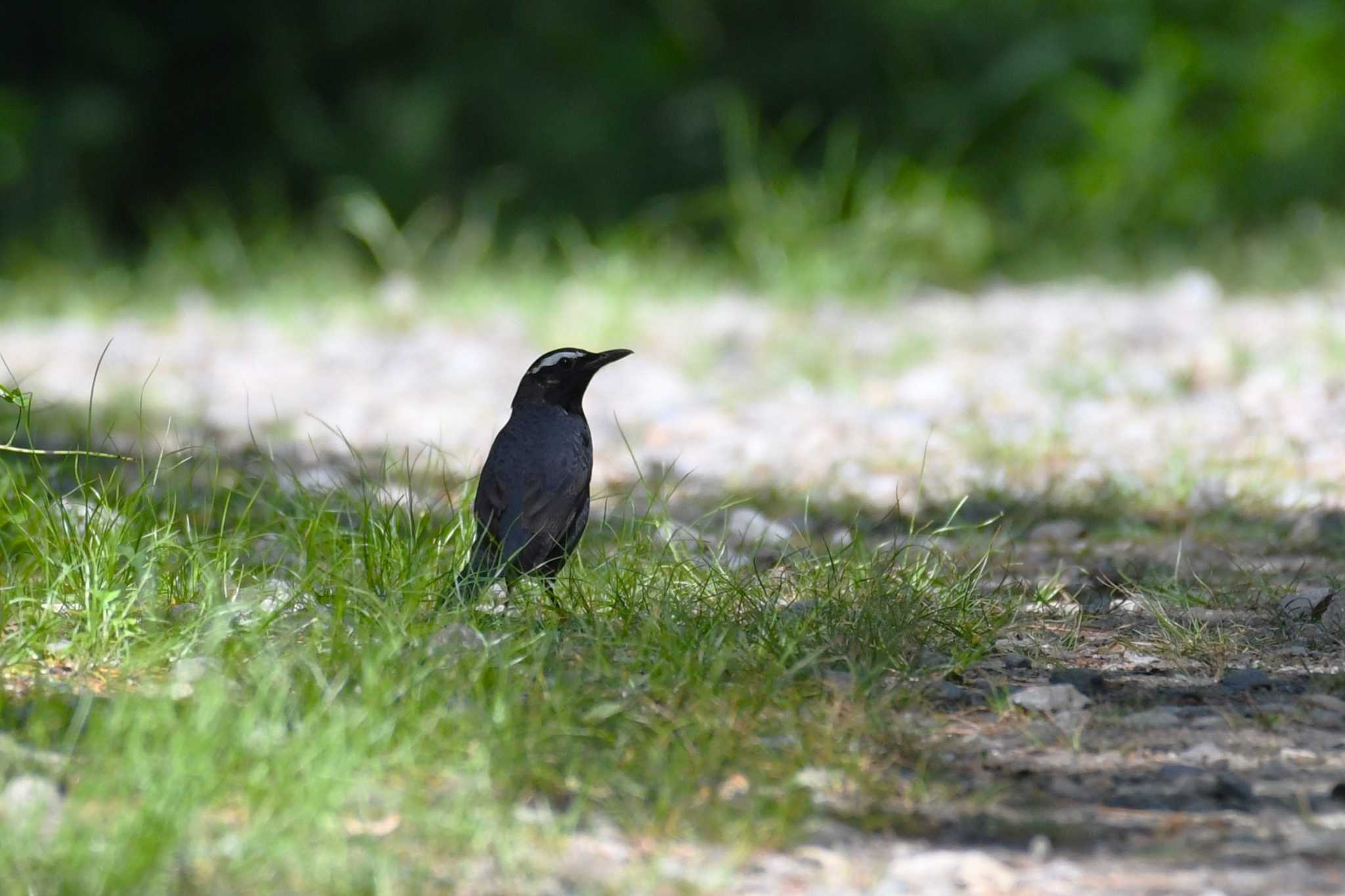 Siberian Thrush