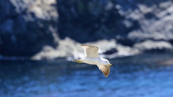 Black-tailed Gull 日御碕 Tue, 5/17/2016