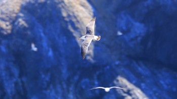 Black-tailed Gull 日御碕 Tue, 5/17/2016