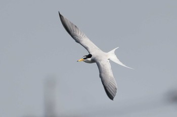 Little Tern 多摩川 Thu, 5/5/2022