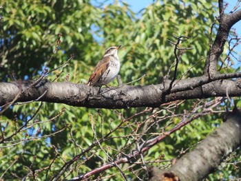 Dusky Thrush Shinjuku Gyoen National Garden Sun, 12/17/2017