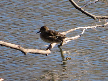 Eurasian Teal Shinjuku Gyoen National Garden Sun, 12/17/2017