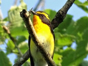 2022年5月19日(木) 舞岡公園の野鳥観察記録