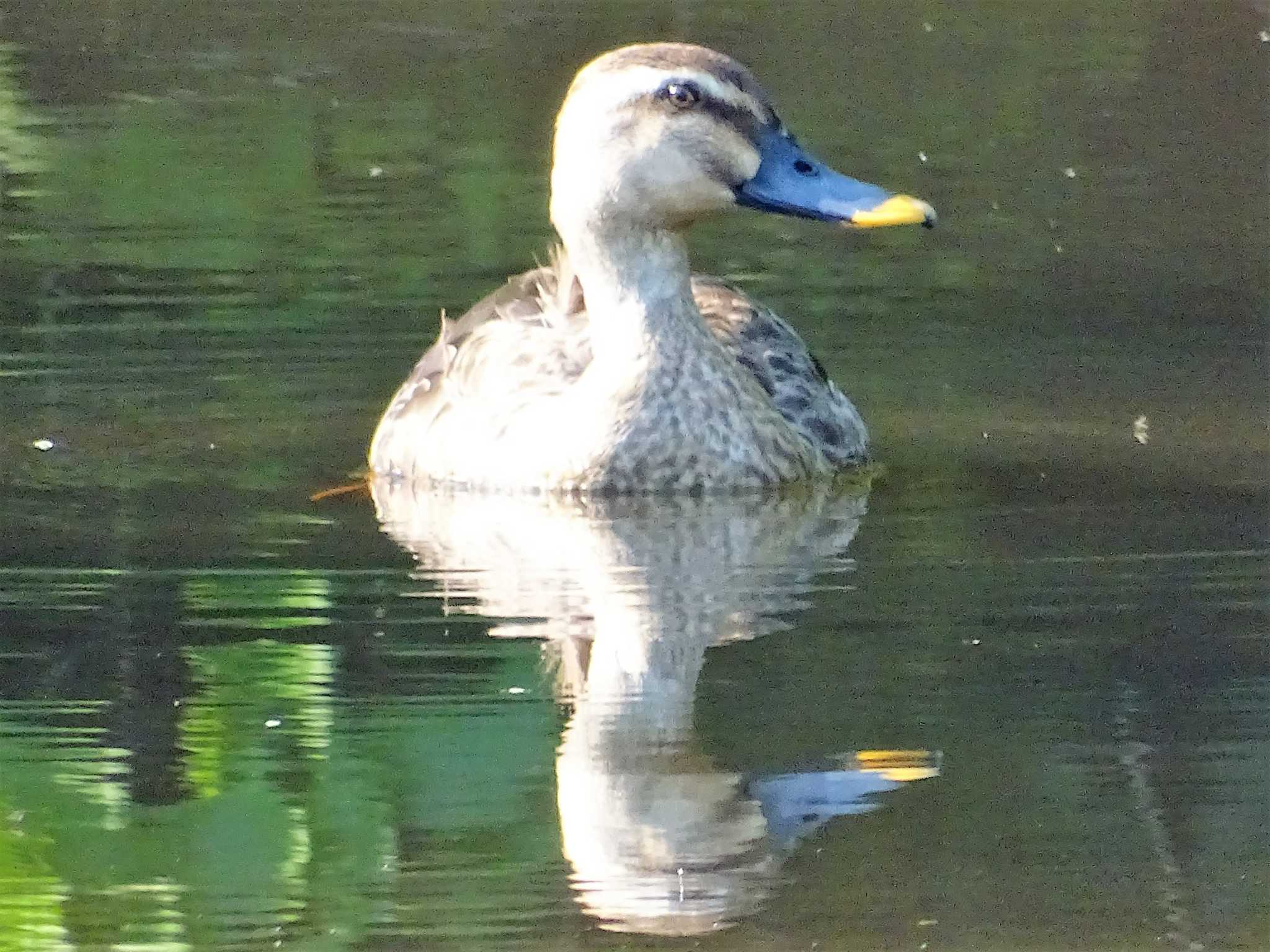 舞岡公園 カルガモの写真 by KAWASEMIぴー