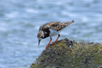 キョウジョシギ 東京港野鳥公園 2022年5月8日(日)