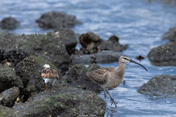 チュウシャクシギ 東京港野鳥公園 2022年5月8日(日)