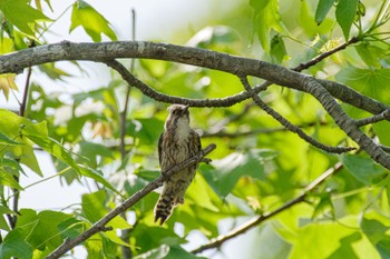 Japanese Pygmy Woodpecker Yatsu-higata Wed, 5/18/2022