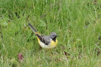 Grey Wagtail 上高地 Sun, 5/1/2022