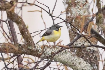 Grey Wagtail 上高地 Sun, 5/1/2022