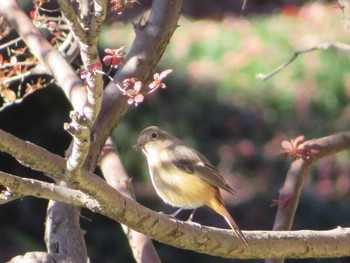 Daurian Redstart Shinjuku Gyoen National Garden Sun, 12/17/2017