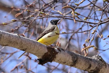 Grey Wagtail 上高地 Mon, 5/2/2022