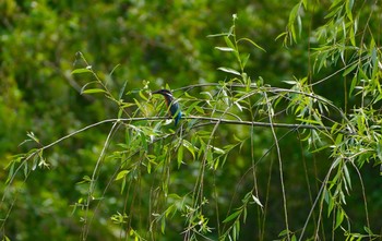 2022年5月19日(木) 恩智川治水緑地の野鳥観察記録