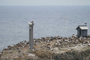 Black-tailed Gull 日御碕 Thu, 5/19/2022