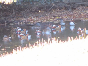 Mandarin Duck Shinjuku Gyoen National Garden Sun, 12/17/2017