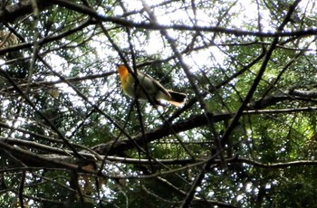 2022年5月19日(木) 八王子城跡の野鳥観察記録