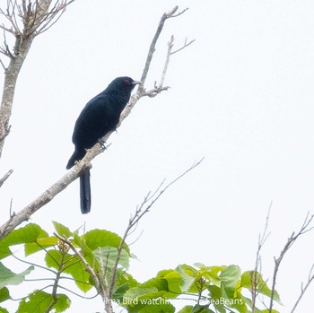 Asian Koel Ishigaki Island Mon, 5/9/2022