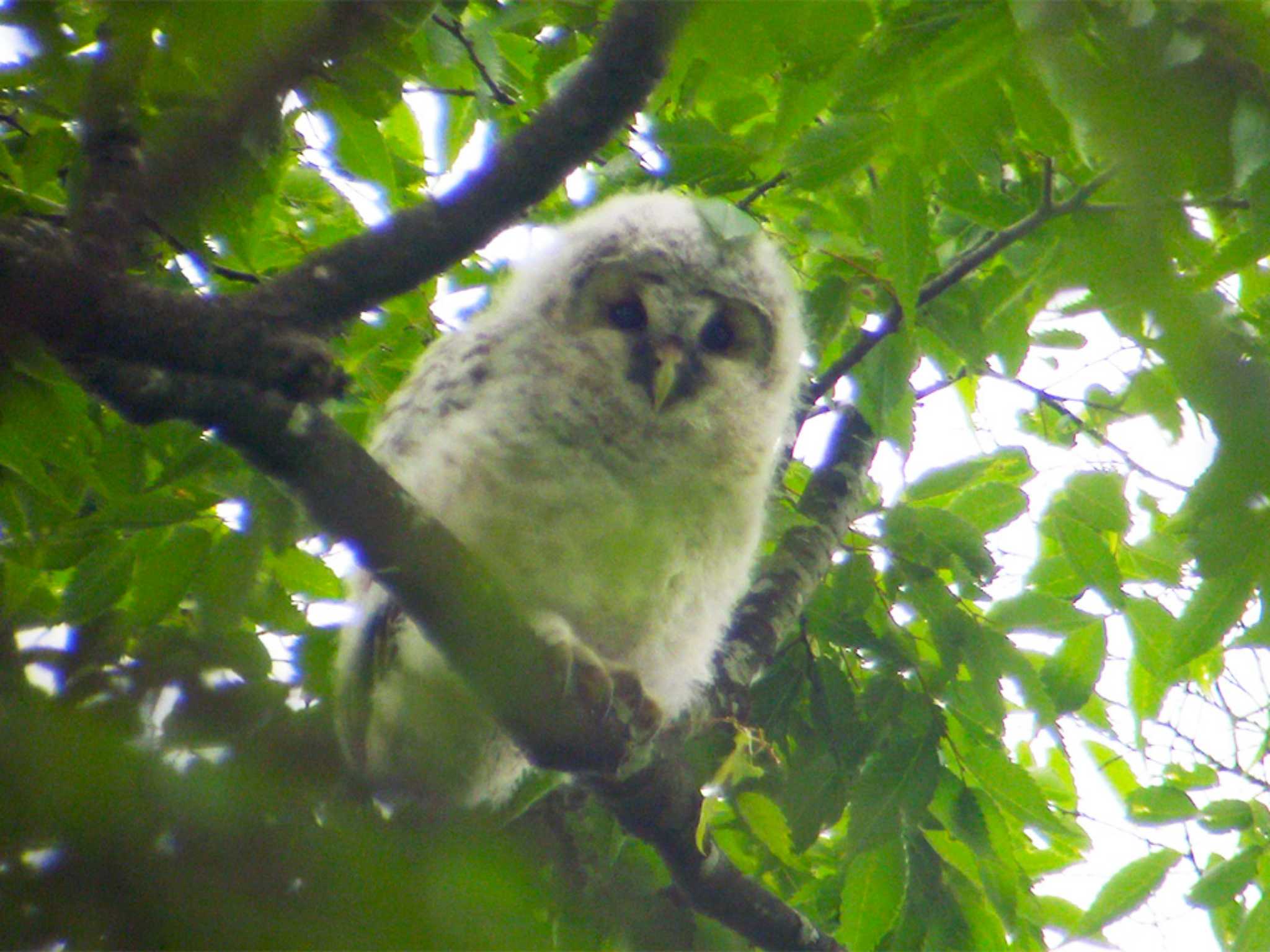 フクロウの巣立ち雛 by Birdlover.jp