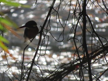 Common Kingfisher Shinjuku Gyoen National Garden Sun, 12/17/2017