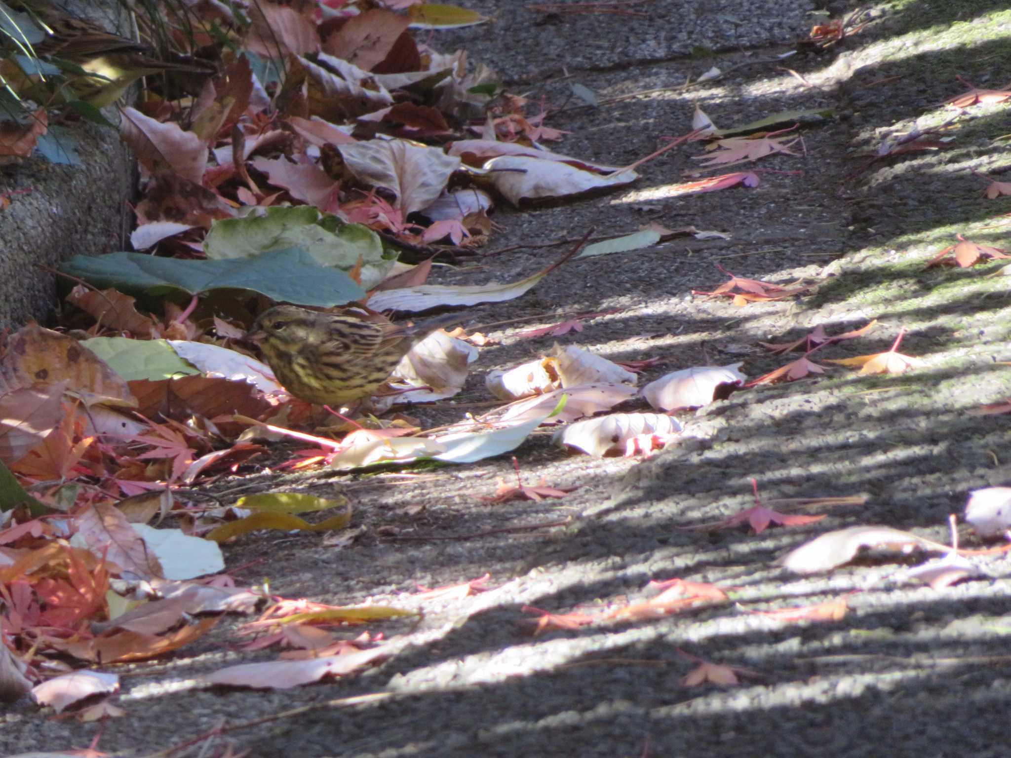 Photo of Masked Bunting at Shinjuku Gyoen National Garden by オシオシオシドリ