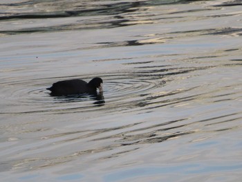 Eurasian Coot 横浜 Fri, 12/15/2017