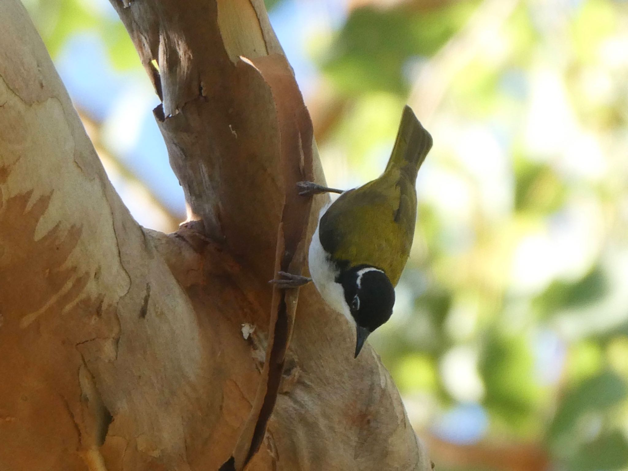 George Brown Darwin Botanic Gardens, Darwin, NT, Australia ノドジロハチマキミツスイの写真 by Maki