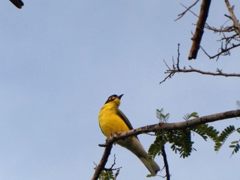 Australasian Figbird BIG4Howard Springs Holiday Park, Howard Springs, NT, Australia Tue, 5/25/2021