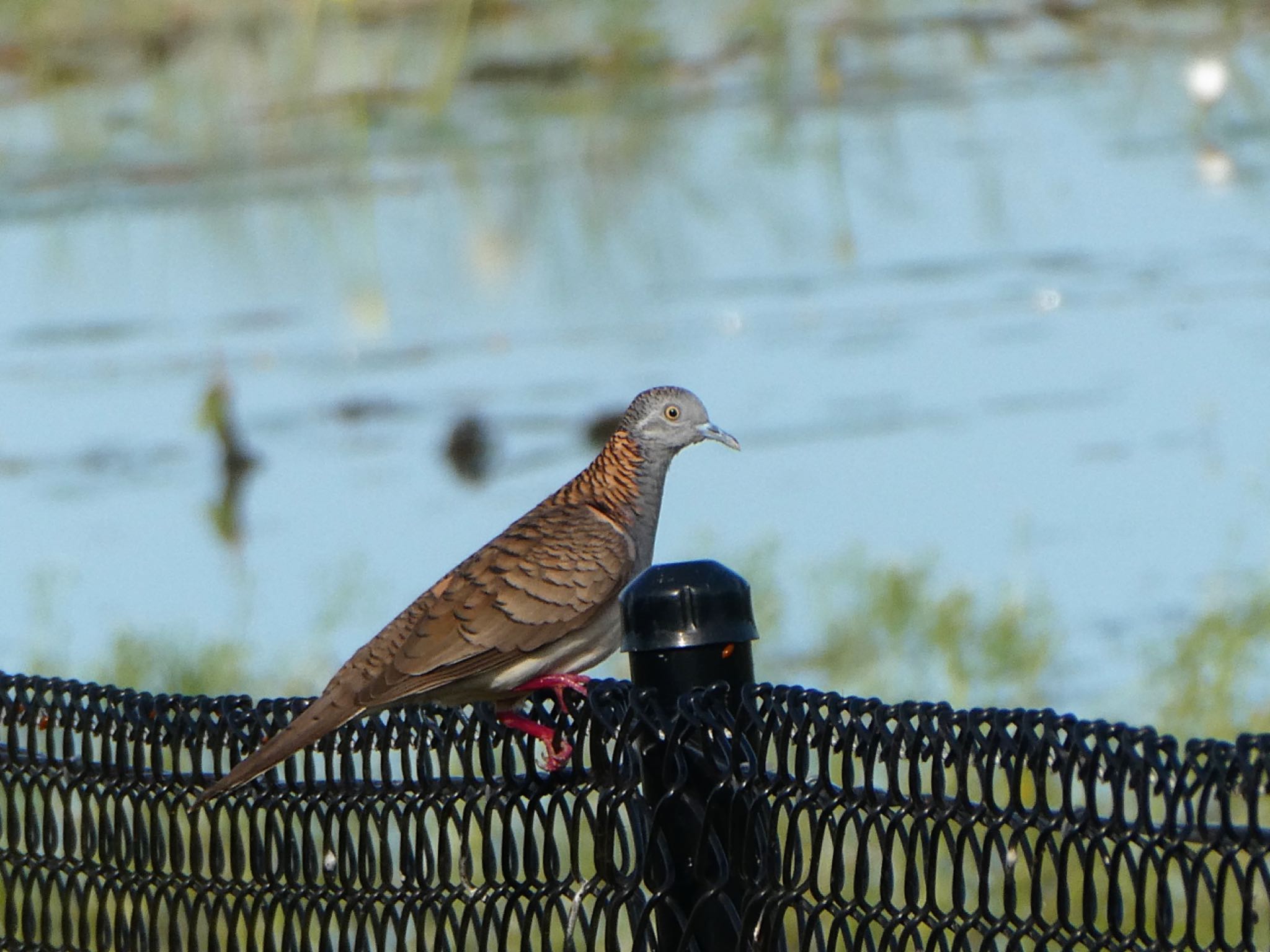 Photo of Bar-shouldered Dove at Knucky Lagoon, Darwin, NT, Australia by Maki