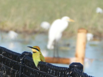 Rainbow Bee-eater Knucky Lagoon, Darwin, NT, Australia Tue, 5/25/2021