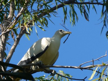 パプアソデグロバト George Brown Darwin Botanic Gardens, Darwin, NT, Australia 2021年5月26日(水)