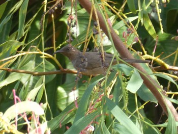 Dusky Myzomela Knucky Lagoon, Darwin, NT, Australia Tue, 5/25/2021