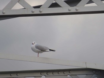 Black-headed Gull 横浜 Fri, 12/15/2017