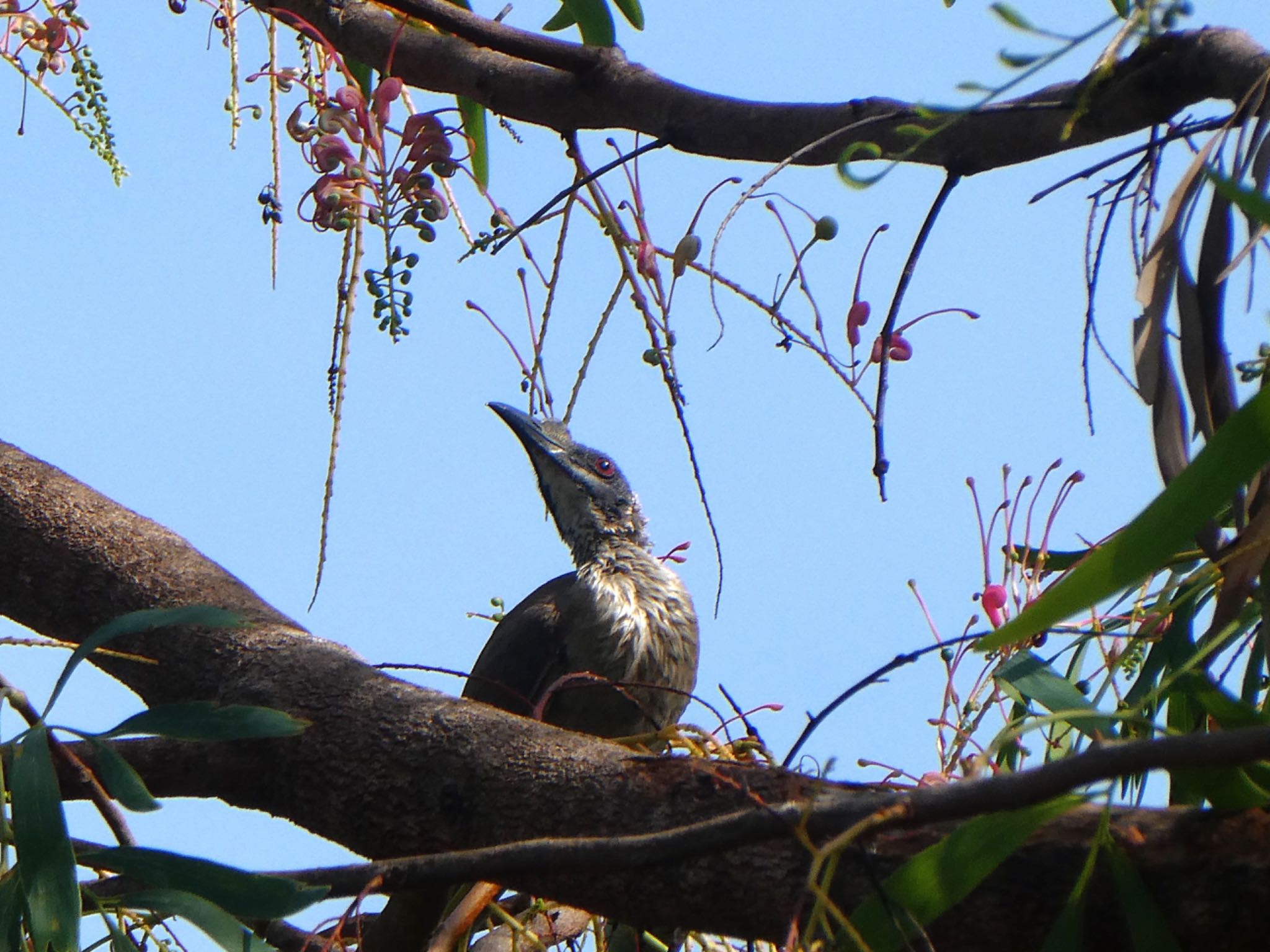 Knucky Lagoon, Darwin, NT, Australia コブハゲミツスイの写真 by Maki