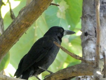 Black Butcherbird George Brown Darwin Botanic Gardens, Darwin, NT, Australia Tue, 5/25/2021