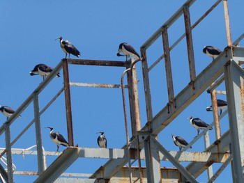 ムギワラトキ East Point Reserve, Darwin, NT, Australia 2021年5月25日(火)