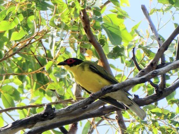 Australasian Figbird Charles Darwin National Park, NT, Australia Tue, 5/25/2021