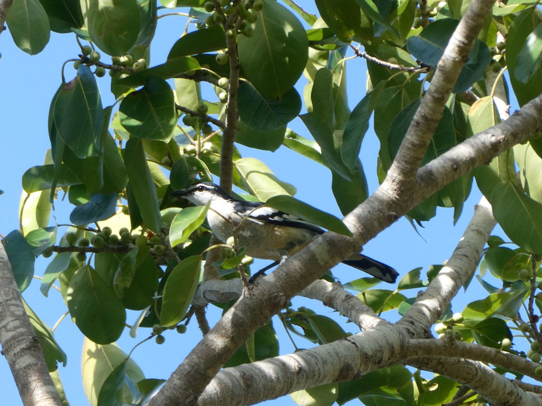 Photo of Varied Triller at East Point Reserve, Darwin, NT, Australia by Maki